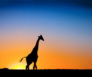 Giraffe Sunset